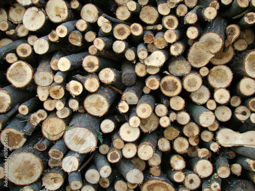 Birch firewood