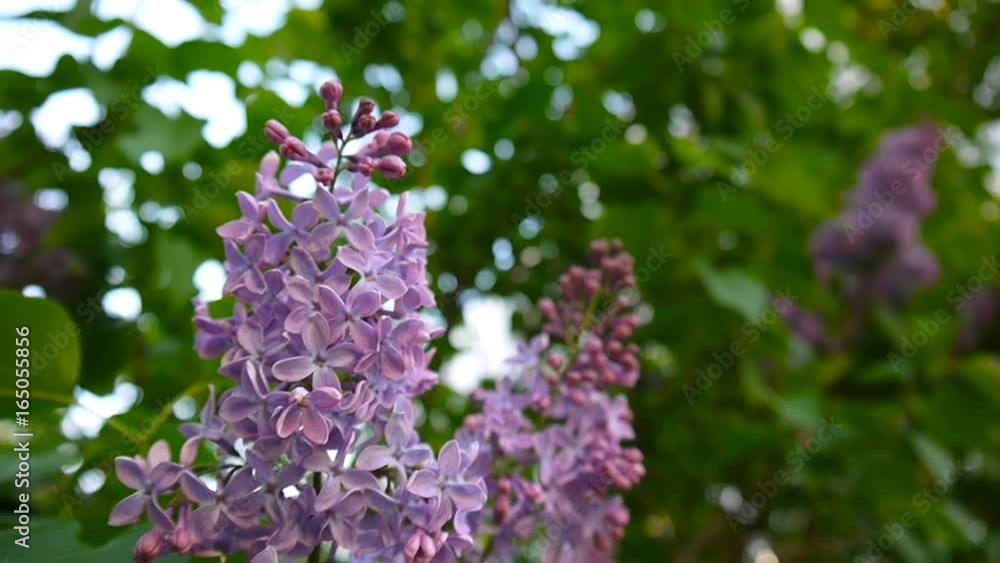 Flowering branch of lilac purple. Syringa vulgaris. Macro shooting static camera. Slight swaying in the wind. Flowering branch of lilac purple. Syringa vulgaris. Macro shooting static camera. Slight swaying in the wind.