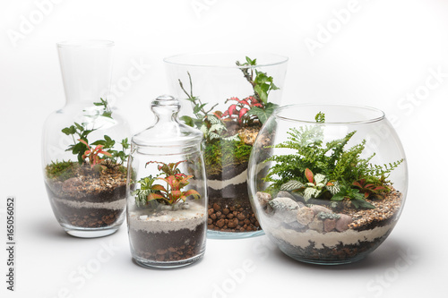 Mini gardens (terrariums) in a different glass vases isolated on white background  photo