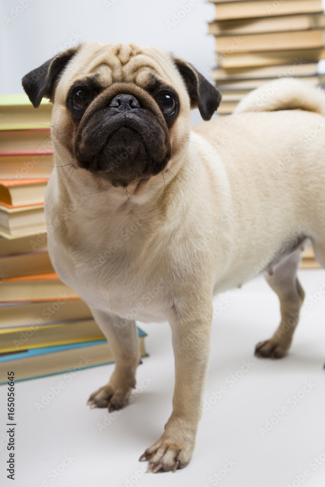 Obraz premium Funny dog on the background of books