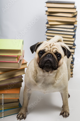 Funny dog on the background of books