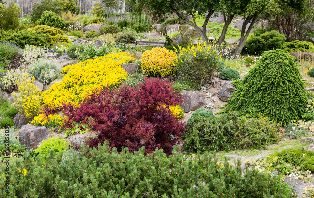 Obraz premium Red and Yellow Shrubs in Rock Garden