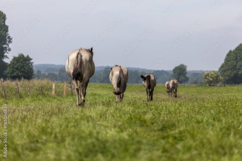 Fototapeta premium Wildpferde Dülmen