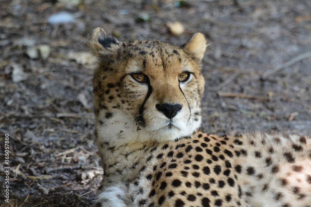 Guépard Guépard