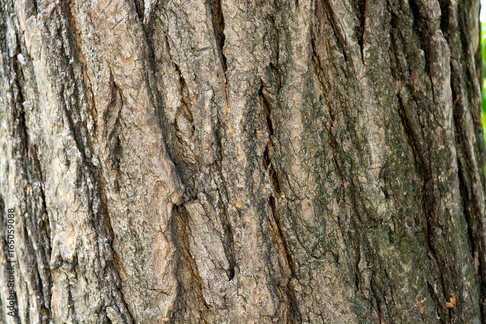Sophora japonica tree. Bark of tree. Tree trunk. Acacia. Natural Background. Sophora japonica tree. Bark of tree. Tree trunk. Acacia. Natural Background.