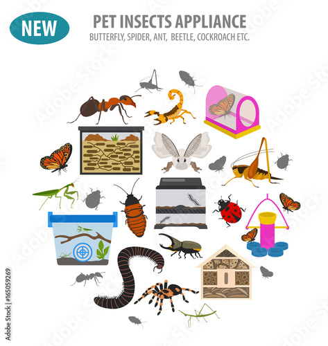 Pet appliance icon set flat style isolated on white. Insects care collection. Create own infographic about beetle, bug, butterfly, stick, mantis, spider, cricket etc. photo