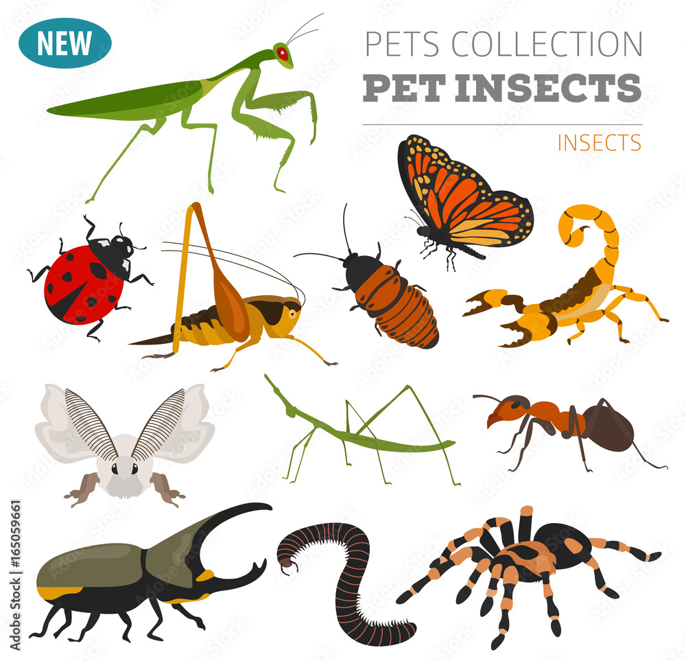 Pet insects breeds icon set flat style isolated on white. House keeping bugs, beetles, sticks, spiders and other collection. Create own infographic about pets Pet insects breeds icon set flat style isolated on white. House keeping bugs, beetles, sticks, spiders and other collection. Create own infographic about pets