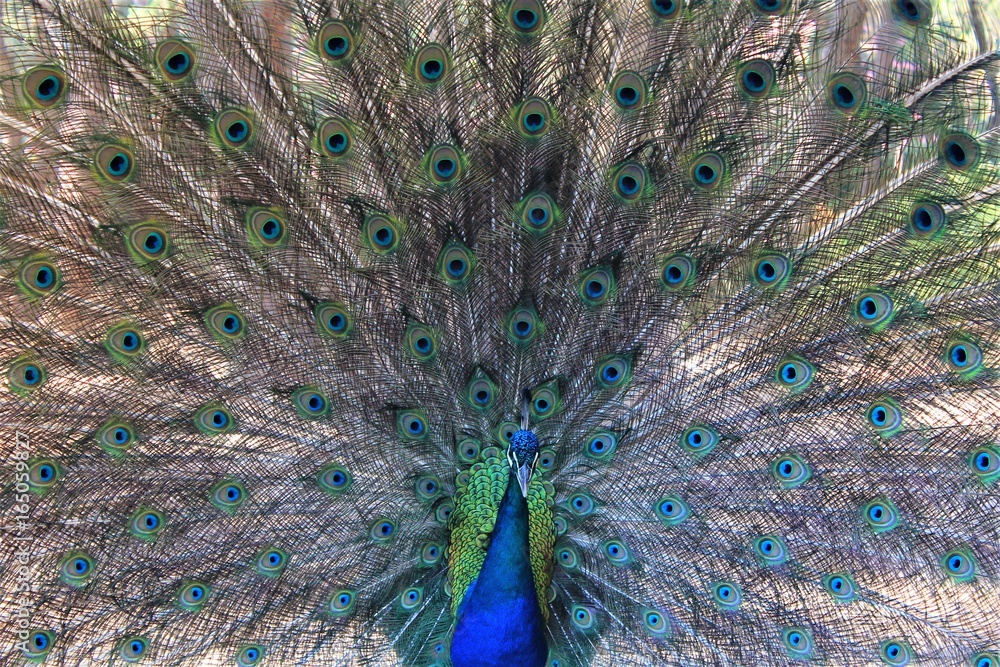Fototapeta premium Beautiful paon plumes