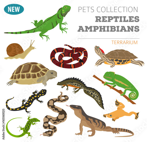 Pet reptiles and amphibians icon set flat style isolated on white. House keeping this animals collection. Create own infographic about pets