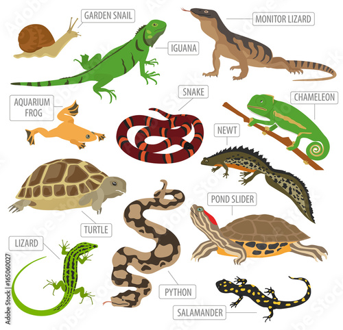 Pet reptiles and amphibians icon set flat style isolated on white. House keeping this animals collection. Create own infographic about pets