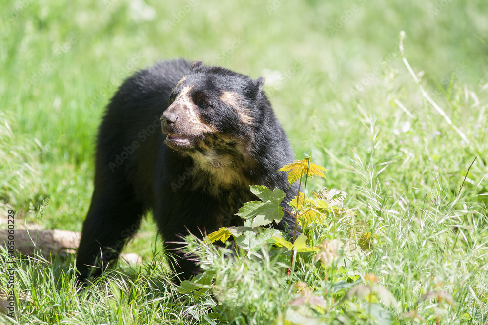 Fototapeta premium Ours à lunettes - Tremarctos ornatus - en gros plan