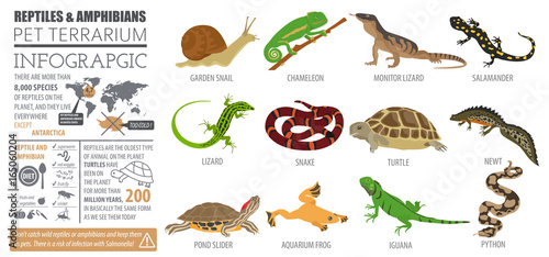 Photo Pet reptiles and amphibians icon set flat style isolated on white
