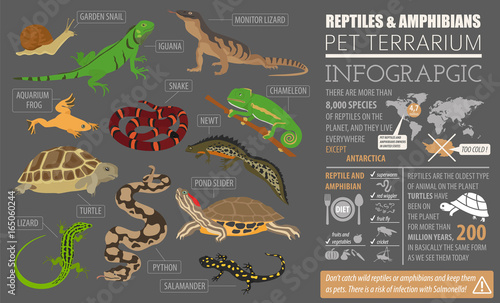 Pet reptiles and amphibians icon set flat style isolated on white. House keeping this animals collection. Create own infographic about pets