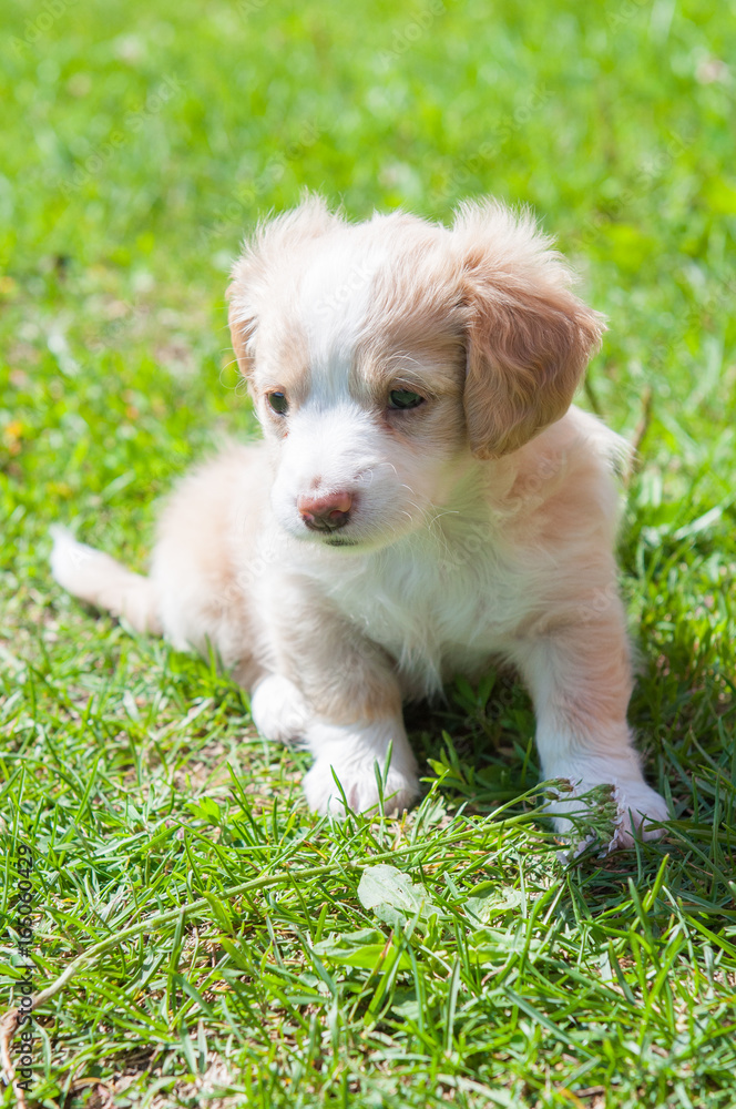 Funny puppy creamy color sitting on the green grass. First walk Funny puppy creamy color sitting on the green grass. First walk