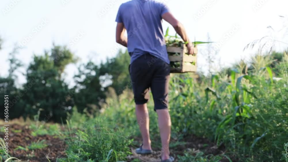 Young farmer taking full wooden box with corn cobs and going away from field. Young farmer taking full wooden box with corn cobs and going away from field.
