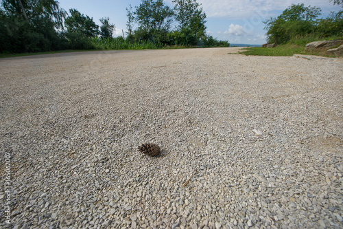 Kiefernzapfen auf Parkplatz