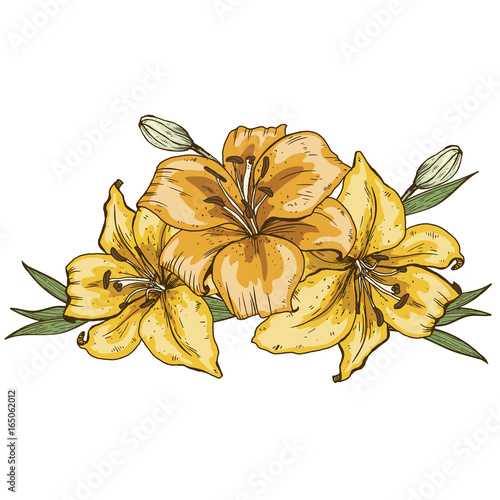 Bouquet of three yellow lily flowers hand drawn isolated on white background. Vector illustration.