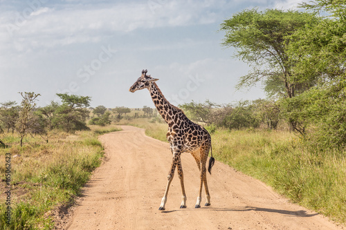 Photography Solitary wild giraffe crossing dirt road in Amboseli national park, Kenya
