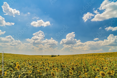 Fototapeta Naklejka Na Ścianę i Meble -  Landscape with sunflower plantation on a sunny day