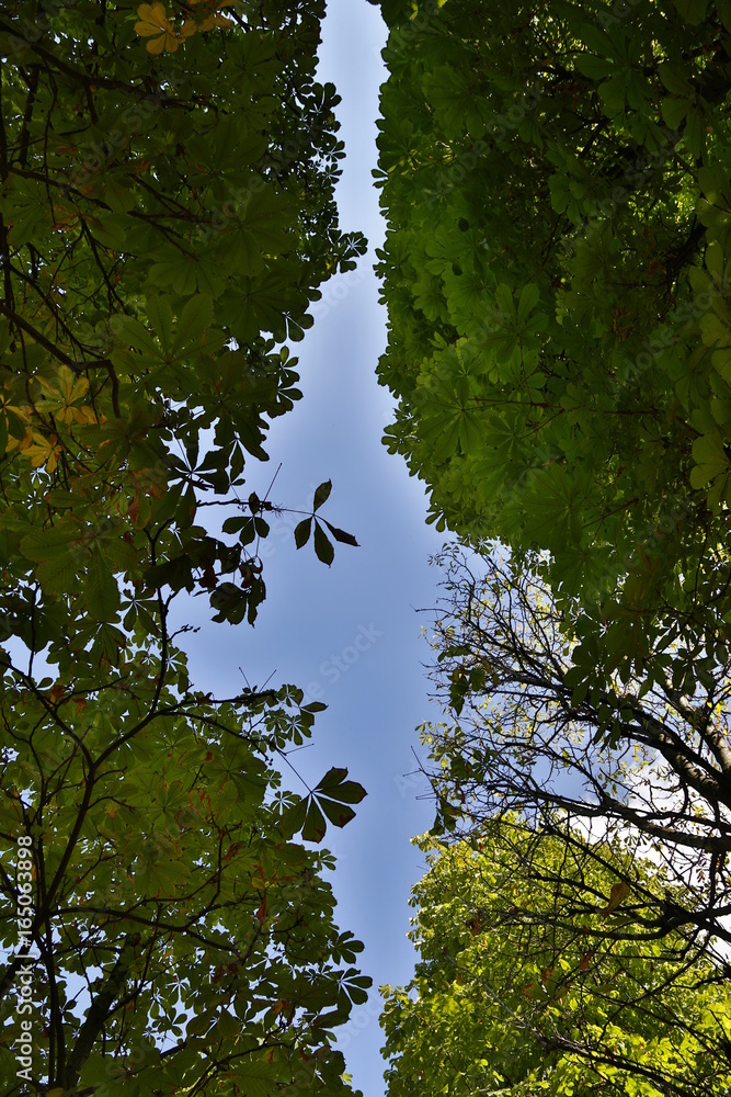Fototapeta premium Leaves and sky