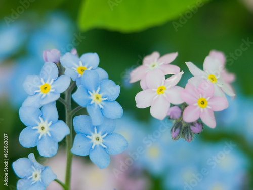 Flowers forget-me-nots blue and pink as a concept of boy and girl attitude of the sexes of love and harmonious relations in the family