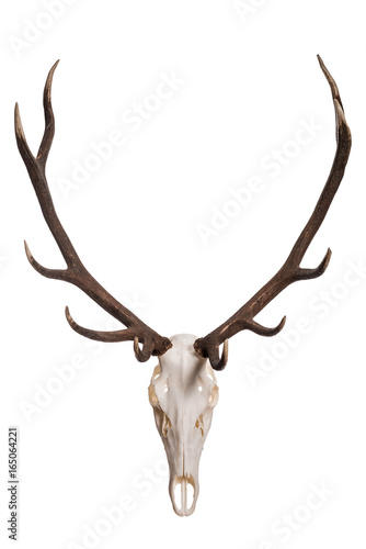 Deer skull isolated on white background. Deer skull with big horn. 