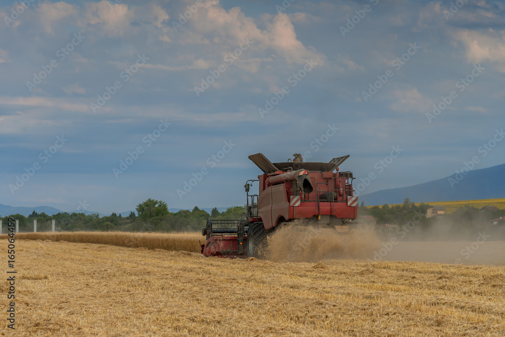 Obraz premium Combine harvesting the field of wheat on a sunset