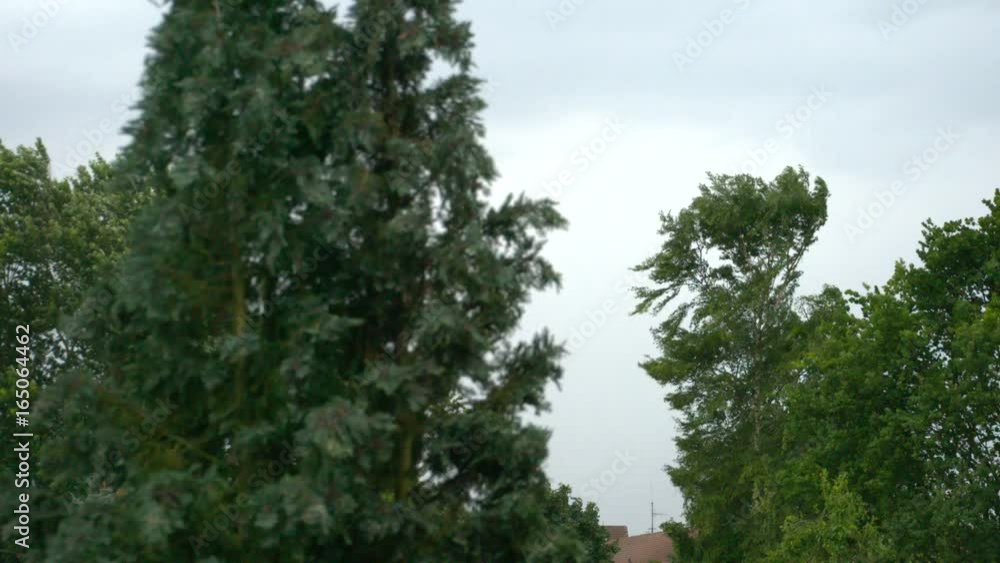 Trees in Heavy Storm with rain thunder and lightning Trees in Heavy Storm with rain thunder and lightning