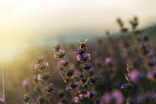 Blooming lavender in a field at sunset