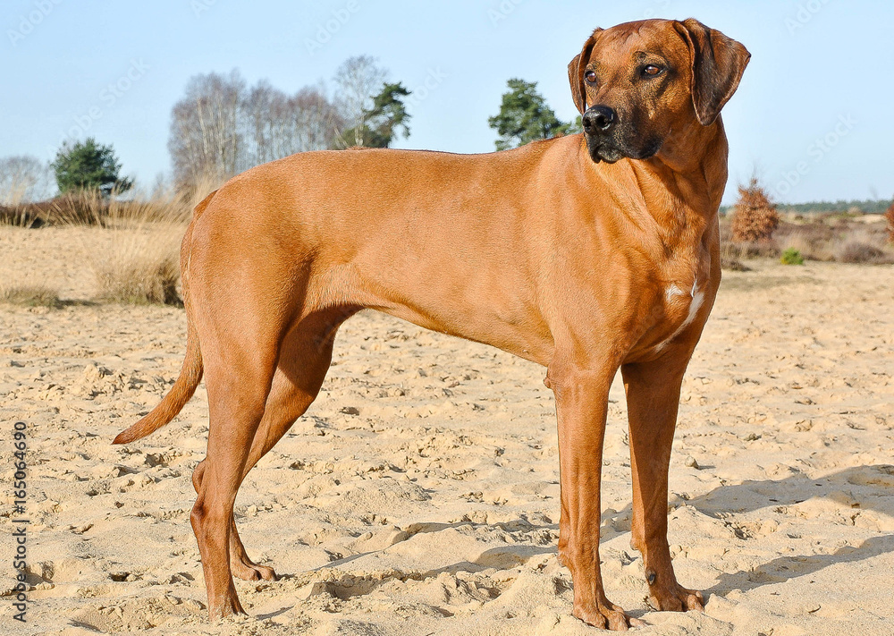 Proud Rhodesian Ridgeback on the Beach