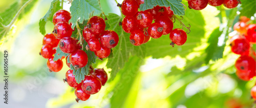 Photos Red currants in the garden.