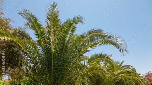 palm plant with clear blue sky background