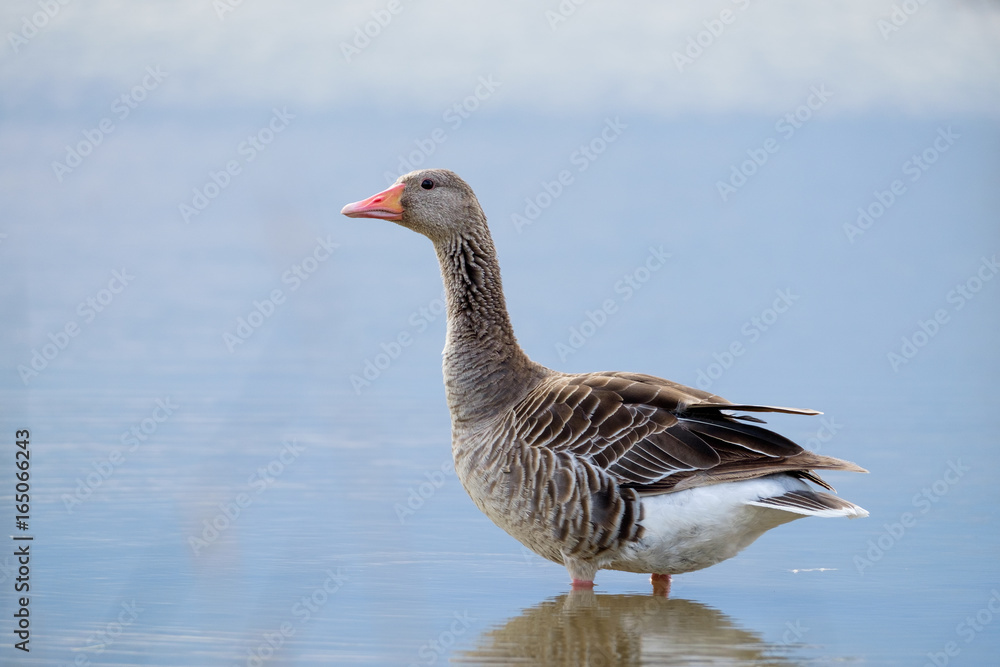 goose in water goose in water