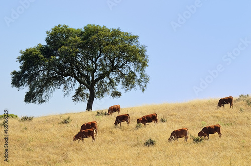 Rural landscape, Portugal © Oleg Znamenskiy