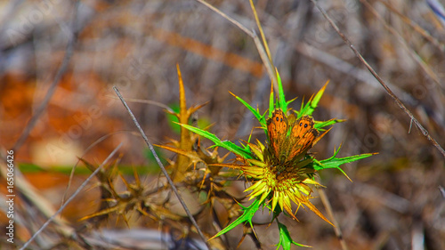 Close-up of butterfly on yellow flower