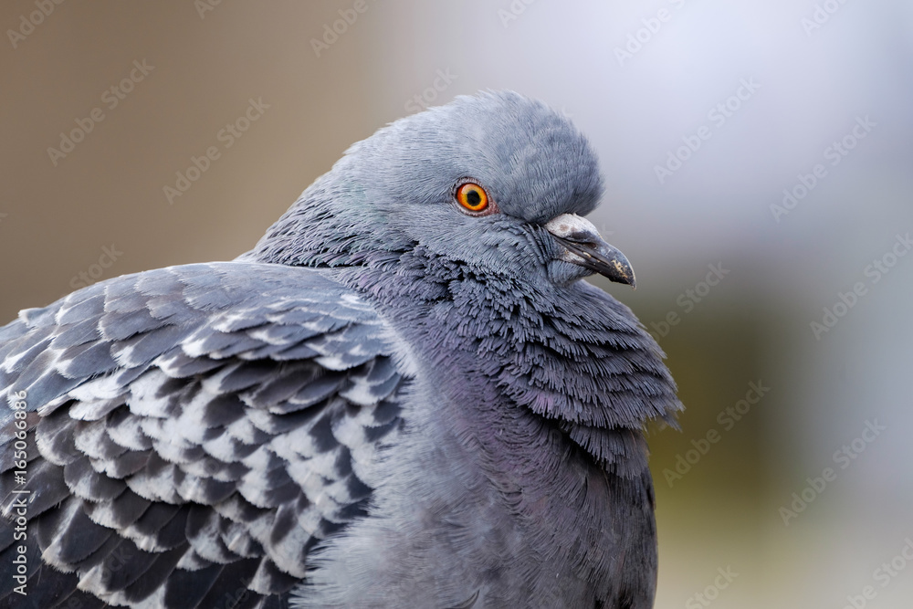 Obraz premium pigeon detail