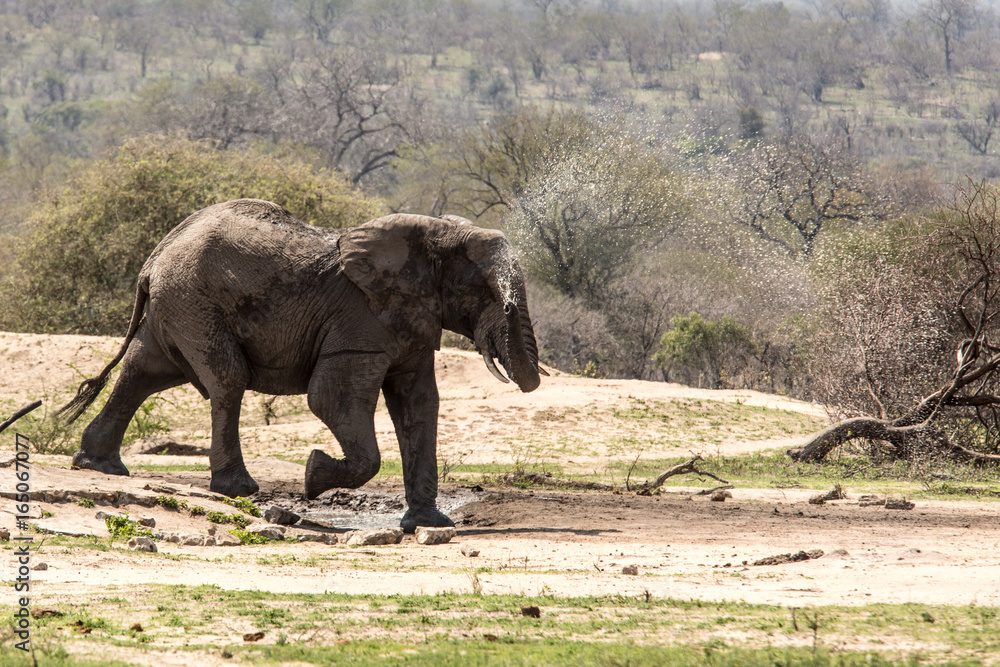 Fototapeta premium An elephant in Kruger National Park in South Africa