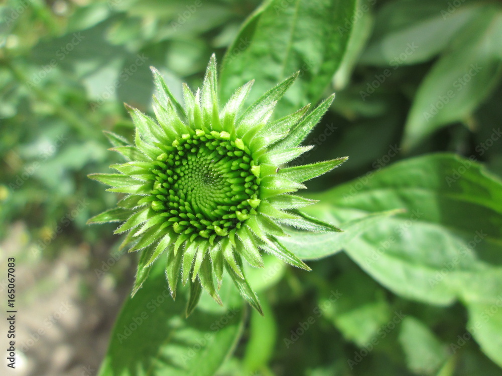 Green echinacea Green echinacea