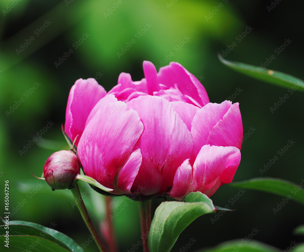 Pink flower at the green grass close-up
