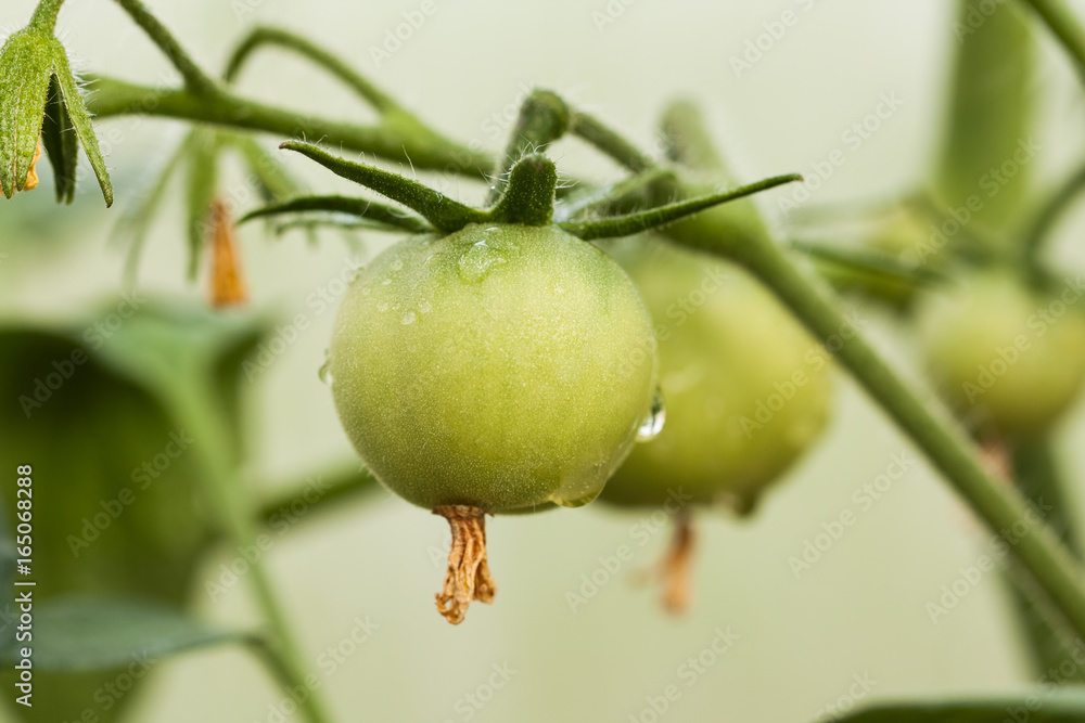 View Of Young Plant With Small Green Tomato Grow In Vegetable Garden Close Up. View Of Young Plant With Small Green Tomato Grow In Vegetable Garden Close Up.
