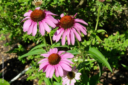 The pink flowers in the garden on a close up view.