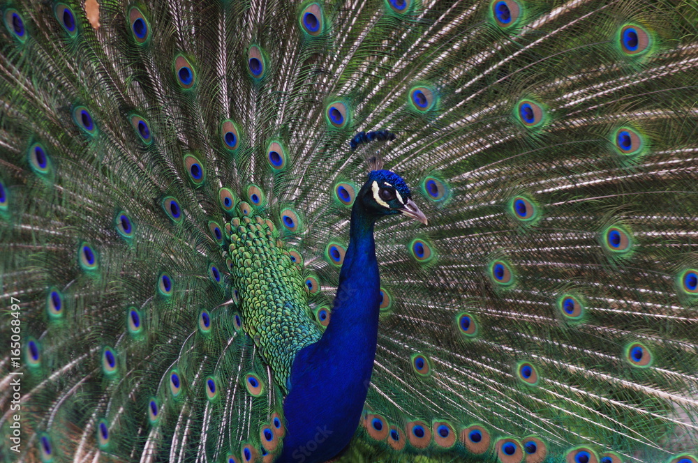 Naklejka premium Paon bleu (Pavo cristatus)