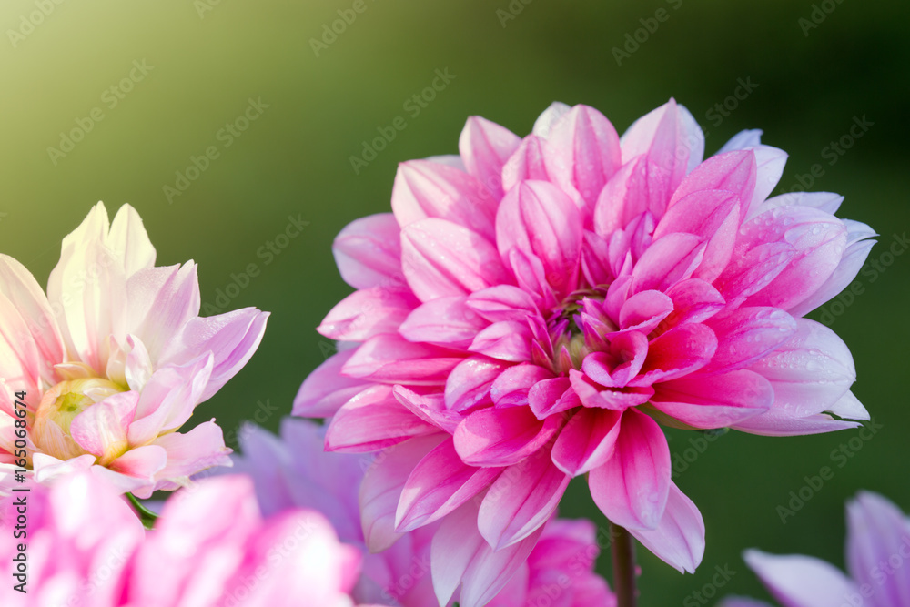Pink dahlia background. Pink dahlia background.