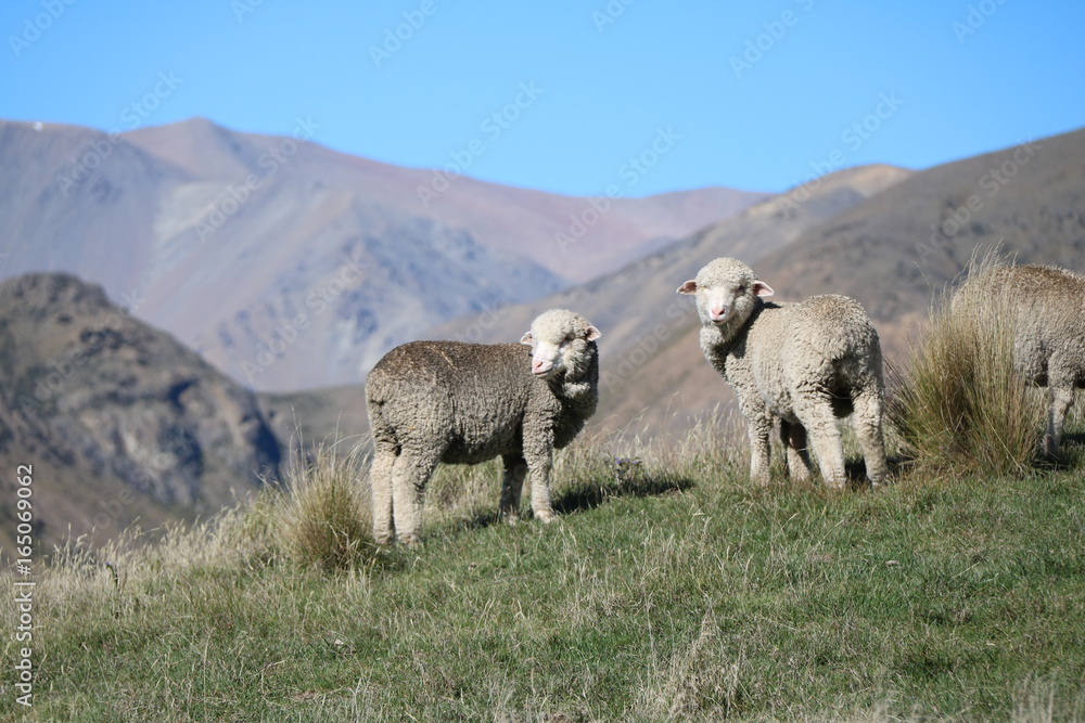 Moutons Nouvelle Zelande