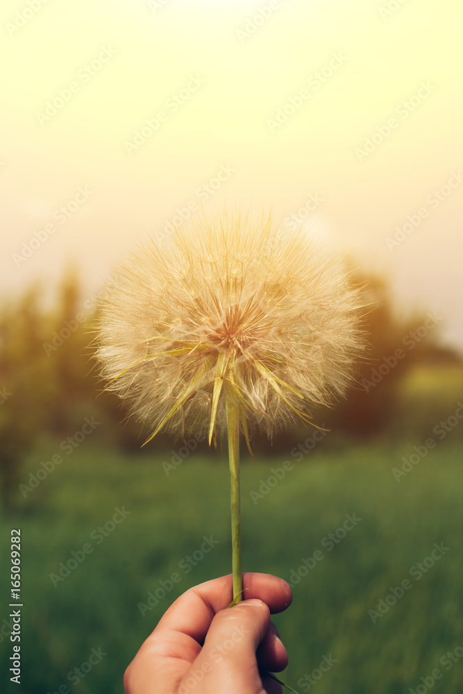 Fototapeta premium Dandelion seeds in the morning sunlight