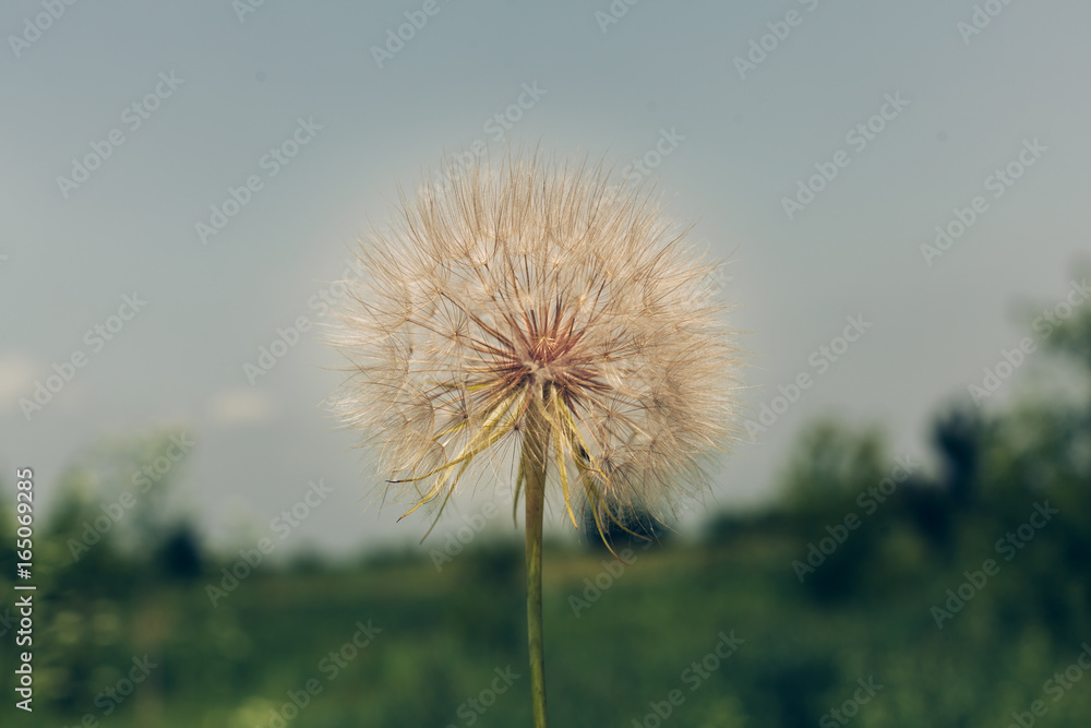 Dandelion seeds in the morning sunlight