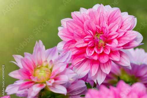 Fototapeta Naklejka Na Ścianę i Meble -  Pink dahlia background.