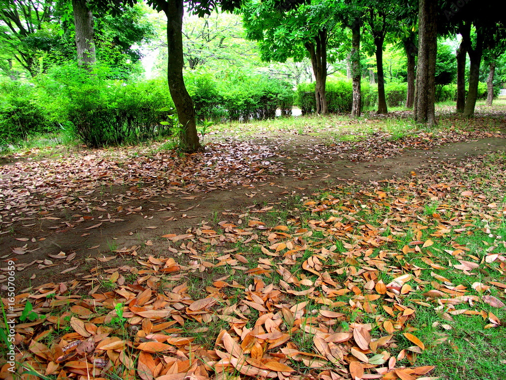 落ち葉と新緑の公園風景 落ち葉と新緑の公園風景