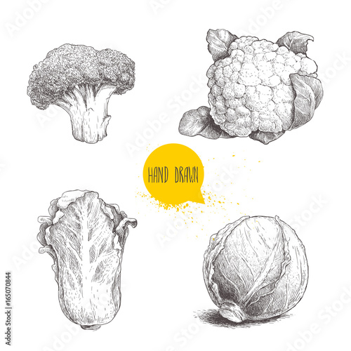 Hand drawn sketch style cabbages set. Cabbage head, cauliflower, broccoli and chinese cabbage pe-tsai. Organic fresh farm food isolated on white background.