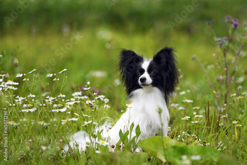 Vászonkép papillon